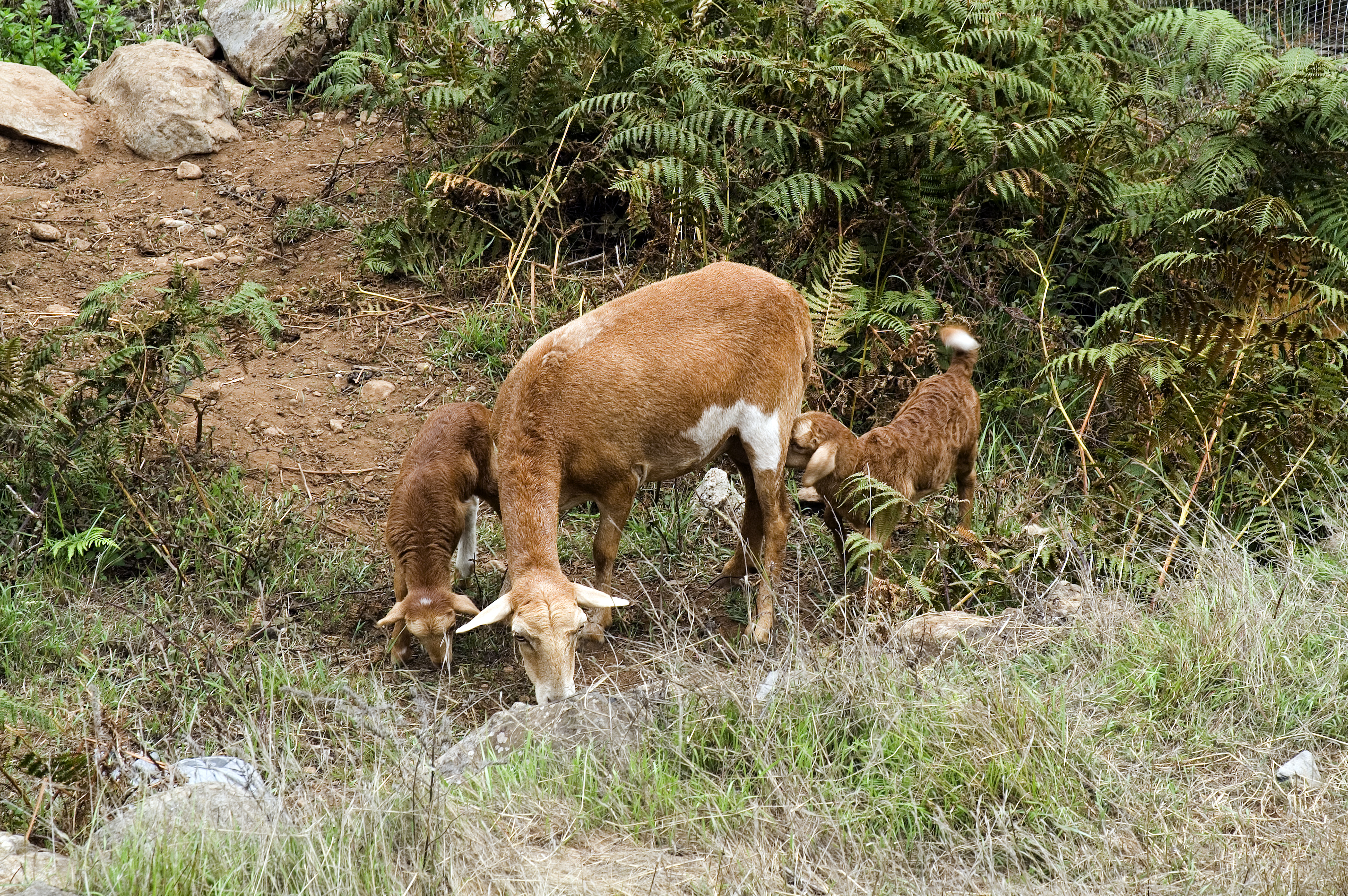 Fauna ibérica